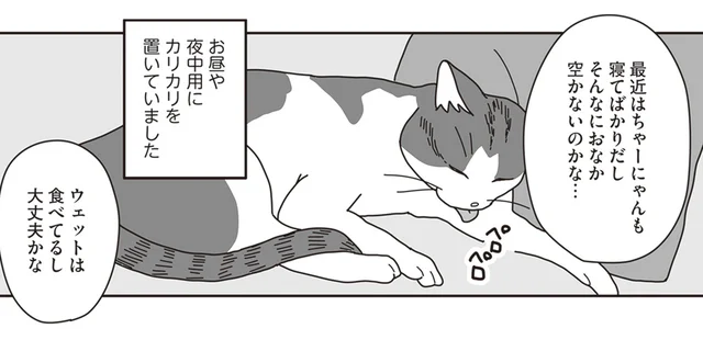 食欲不振になった猫。それこそが「兆し」であったことに気付けなくて／世界一幸せな飼い主にしてくれた猫（4）