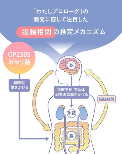 脳腸相関のメカニズム