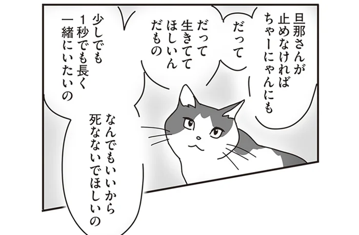 少しでも長く生きてほしい。正解の分からない猫のガン治療／世界一幸せな飼い主にしてくれた猫（10）