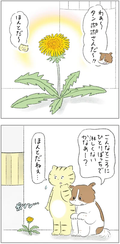 『ターとアグのしあわせ日和 元ノラ猫と元保護犬、ふたりは親友』より