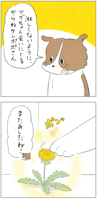 『ターとアグのしあわせ日和 元ノラ猫と元保護犬、ふたりは親友』より