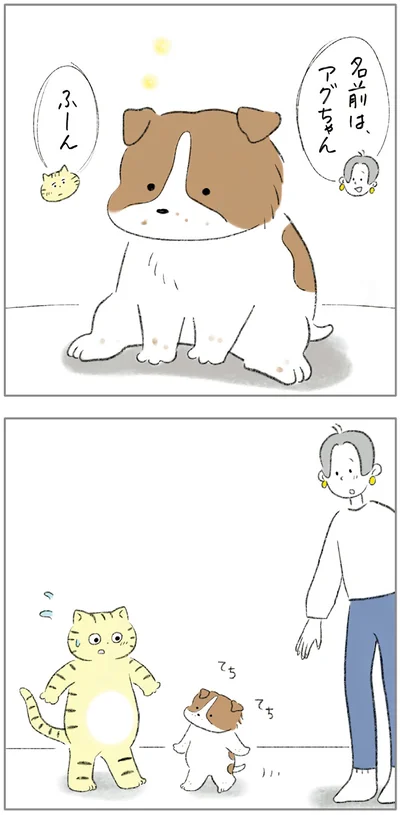 『ターとアグのしあわせ日和 元ノラ猫と元保護犬、ふたりは親友』より