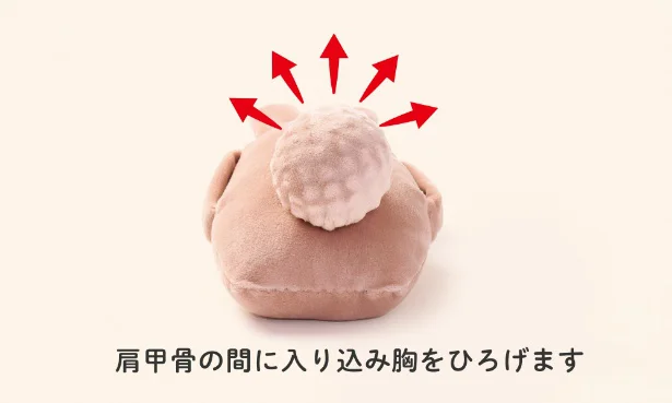 肩甲骨の間に入り込み、丸まった姿勢を自然に整えて胸を広げる効果も