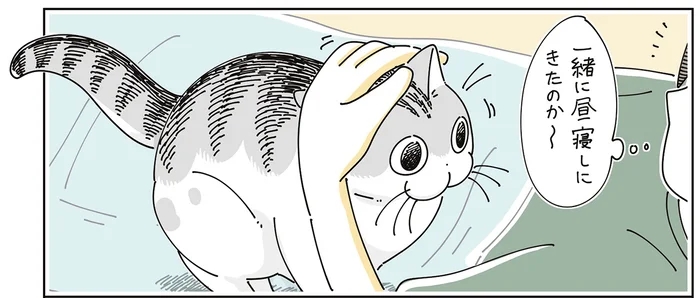 昼寝をしたかった！ 猫との戯れで最終的に目が覚めてしまった時間