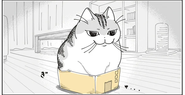 サイズ感を見誤りました！ 猫に小さすぎる箱を提供してしまった結果