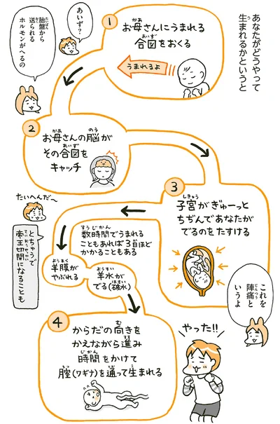 あなたがどうやって生まれるかというと