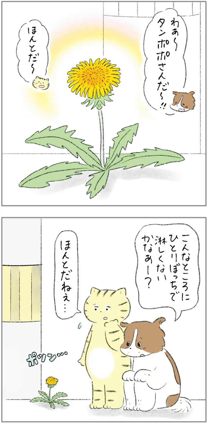 タンポポさんだ〜！！
