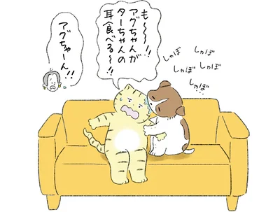アグちゃんがターちゃんの耳食べる〜！！