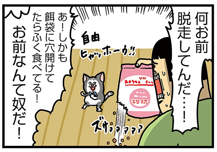食欲に貪欲！ おそらく飼い主よりも賢い子猫の脱走劇／まめきちまめこニートの日常 こまちとタビ3（1）