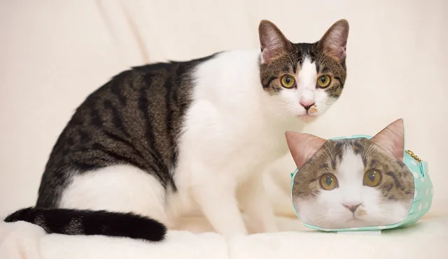 愛猫グッズが自分で作れる？ 我が家のにゃんこがポーチになった！