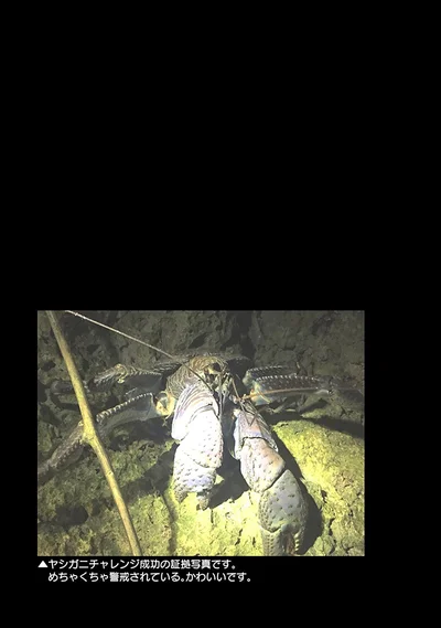 ヤシガニチャレンジ成功の証拠写真です