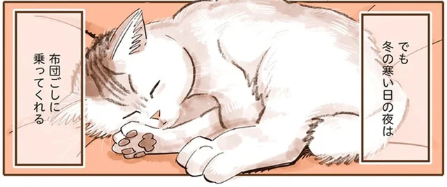 私の膝に絶対乗ってくれない猫だけど、冬の寒い夜だけ布団ごしに／うちの猫は仲が悪い（1）
