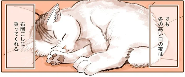 私の膝に絶対乗ってくれない猫だけど、冬の寒い夜だけ布団ごしに／うちの猫は仲が悪い（1）
