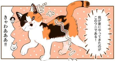 きゃわあああ！！