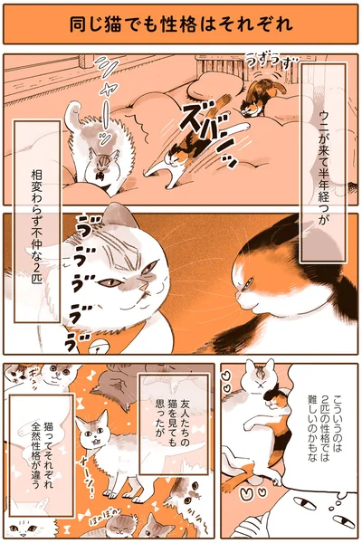 猫ってそれぞれ全然性格が違う