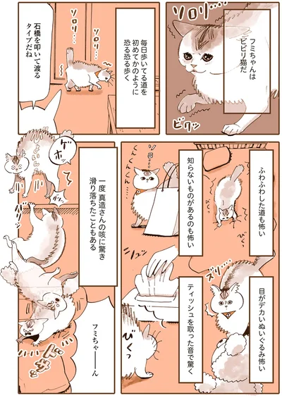 フミちゃんはビビリ猫だ