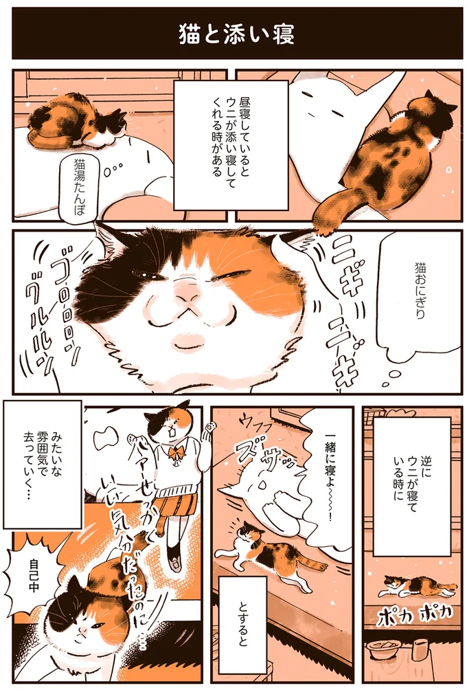 猫湯たんぽ