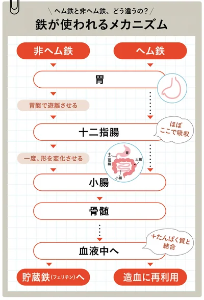 鉄が使われるメカニズム