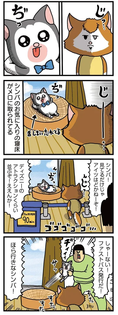 夏なのに暑苦しい、うちの猫たち