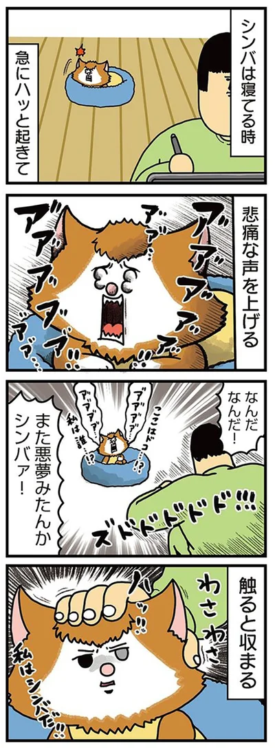おばあちゃんと孫みたいな関係を築く猫たち