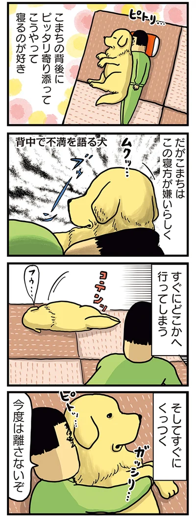 こまちの背後に寄り添って寝るのが好き