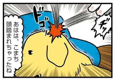 猫に頭を踏まれ…
