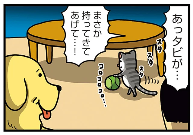 ライバル同士の犬と猫。意地悪されたらやり返す間柄の2匹／まめきちまめこニートの日常 こまちとタビ5（5）