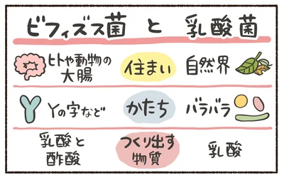ビフィズス菌と乳酸菌