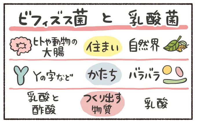 ビフィズス菌と乳酸菌