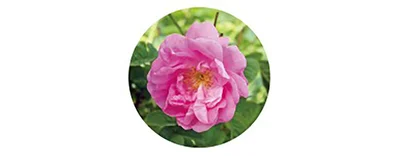 taplis_rose