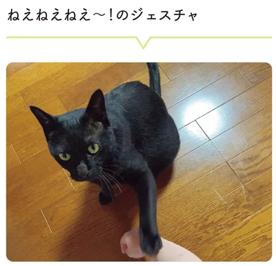 『黒猫ろんと暮らしたら5』より