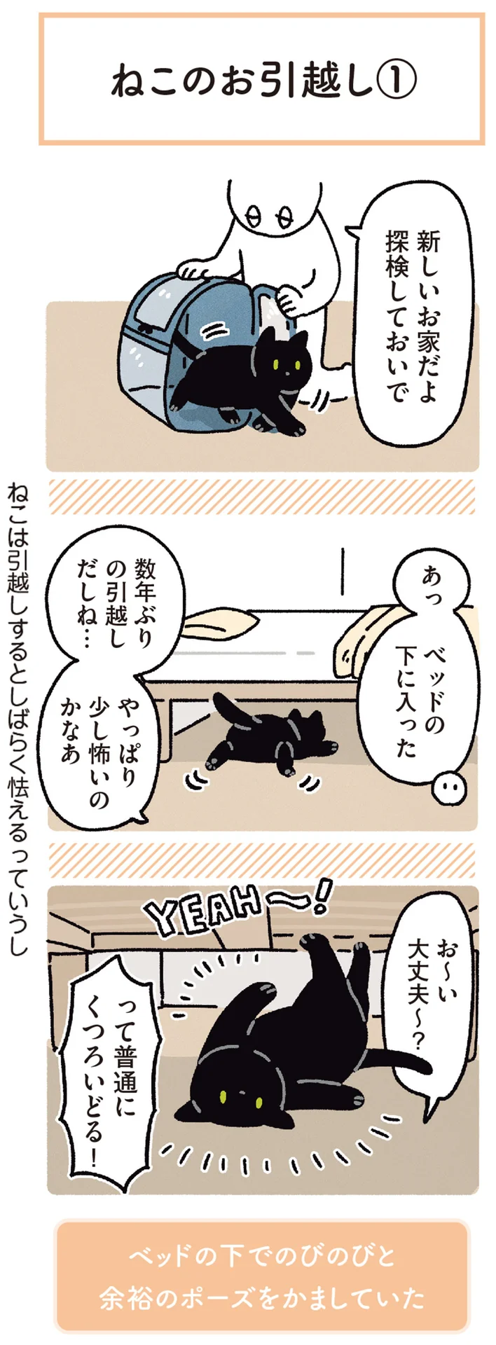 部屋のいたるところを探検続行！黒猫ろんのお引っ越し／黒猫ろんと