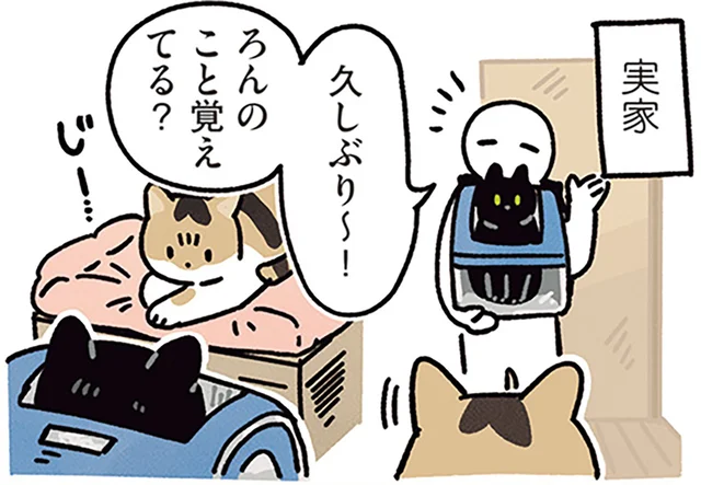 「ろんのこと覚えてる？」弟の愛猫と再会した黒猫ろん／黒猫ろんと暮らしたら5（8）