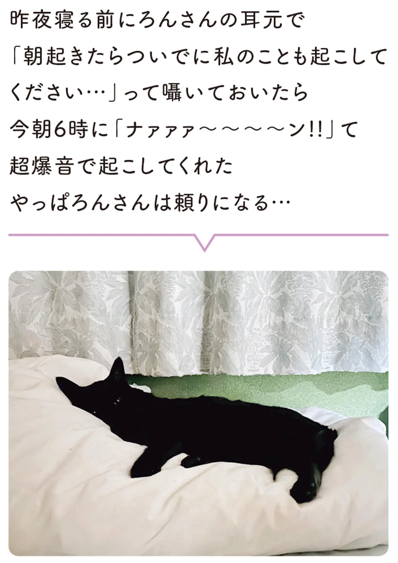明日の朝起こしてね」飼い主のリクエストに全力で応える黒猫ろん／黒猫