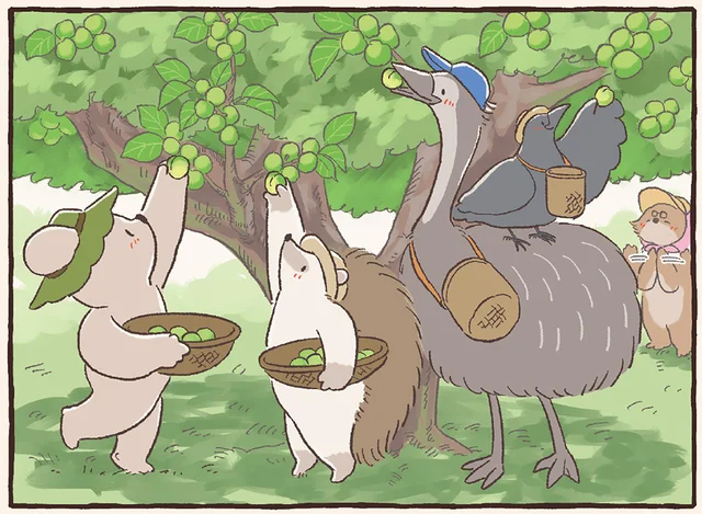 みんなで梅を収穫しよう！ 梅仕事を手伝ったあとのご褒美がまた格別で／コアラ絵日記4（7）