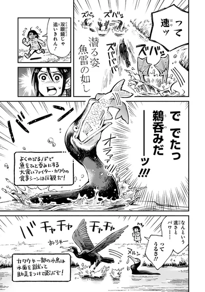 『まいにち鳥びより』より