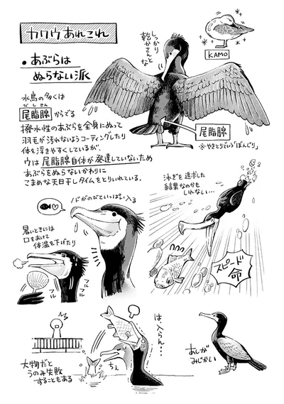 『まいにち鳥びより』より