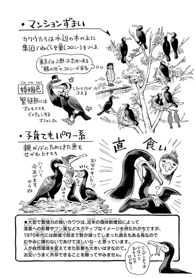 『まいにち鳥びより』より
