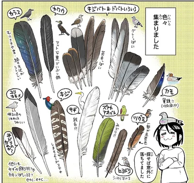 鳥の羽をコレクションする漫画家。羽をよーく観察すると新たな発見が!?