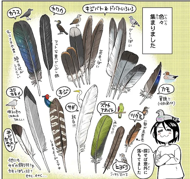 鳥の羽をコレクションする漫画家。羽をよーく観察すると新たな発見が!?／まいにち鳥びより（3）