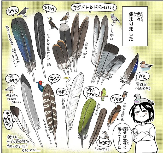 鳥の羽をコレクションする漫画家。羽をよーく観察すると新たな発見が!?