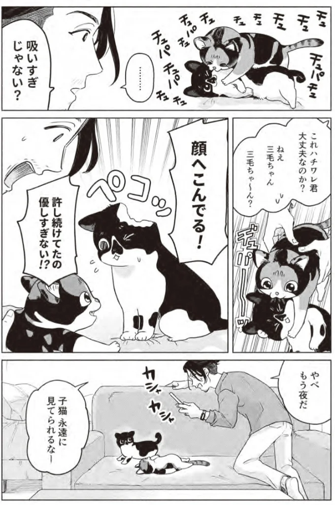 『借金1000万作曲家の人生を変えてくれた猫の話』より
