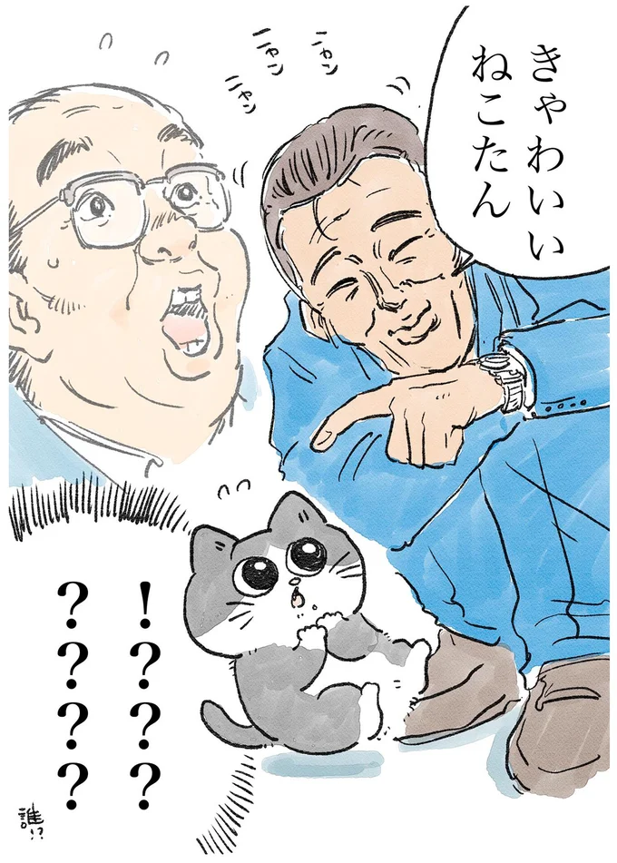 きゃわいいねこたん