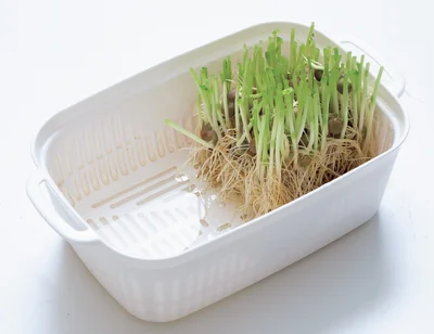 豆苗がちょうど納まる市販のプランターは水はけもよくて便利。