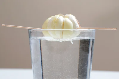 深いカップは3方向からようじを3本刺して、野菜を水から浮かせて育てる。