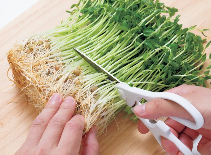 1 豆苗はキッチンばさみで根から3cm上を切る。(2へ続く)