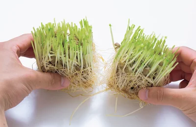 2　豆苗を2つに割って風通しをよくする。（3へ続く）