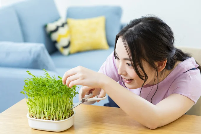 話題の「リボベジ」で大収穫!「豆苗」&「長ねぎ」の栽培のコツ