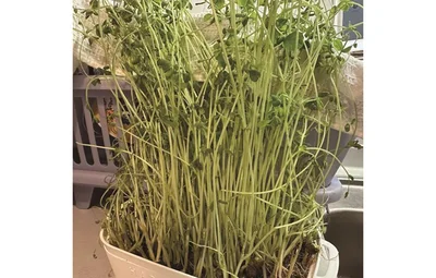 2週間後には、豆苗が15cmほどに！