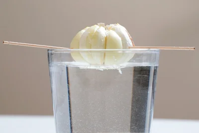3　ようじで支えて水に浮かせる。（成長の様子は次のページで！）